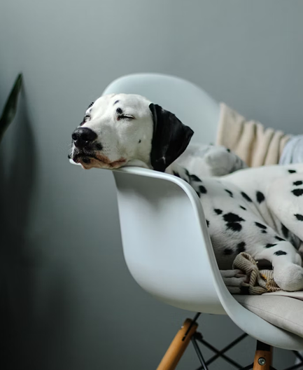 Dog sleeping image